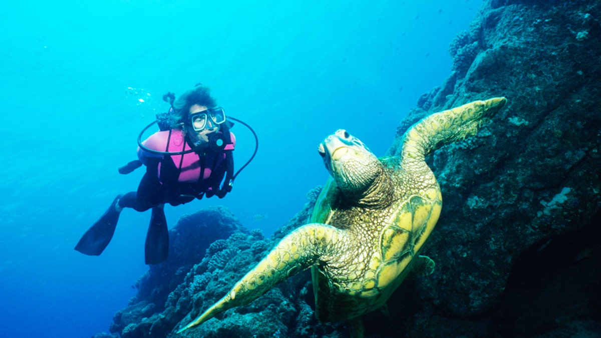 turtle scuba