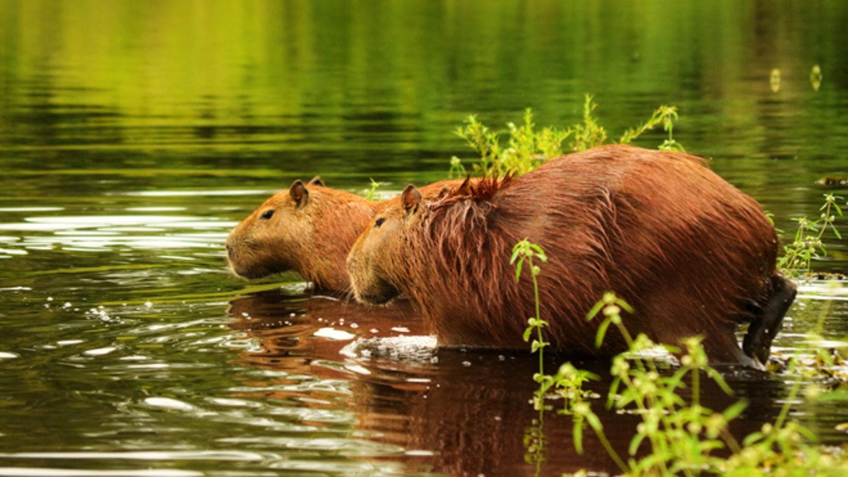 Capybara - Hydrochoerus hydrochoeris. Pantanal wetlands, Brazil.