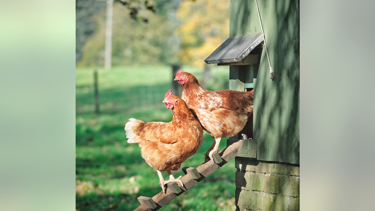 Hens on a Henhouse Ladder