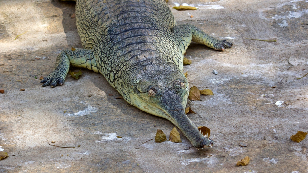 Gavial