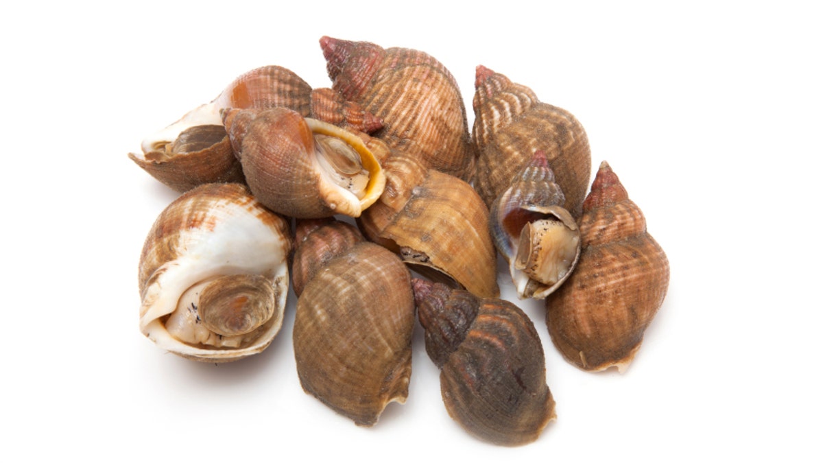 Whelks isolated on a white studio background.