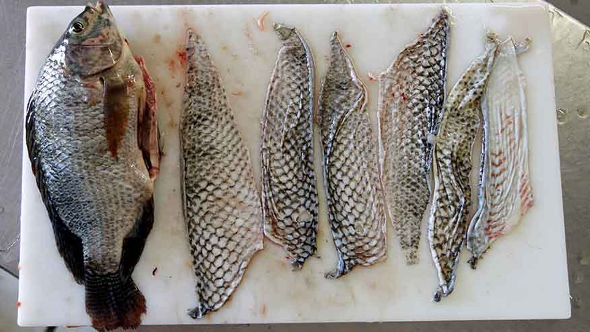 tilapia