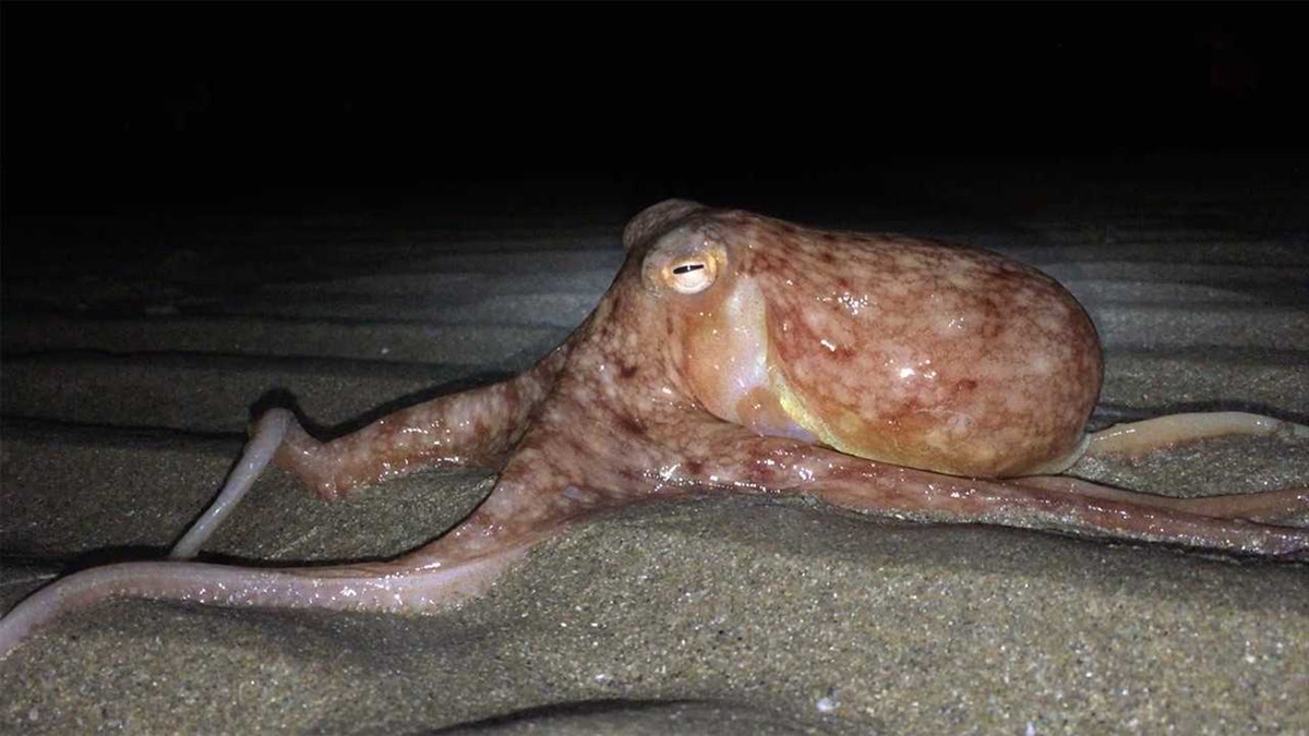 f1b70207-octopus