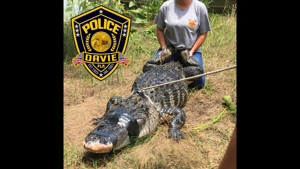 f3623d86-florida alligator attack