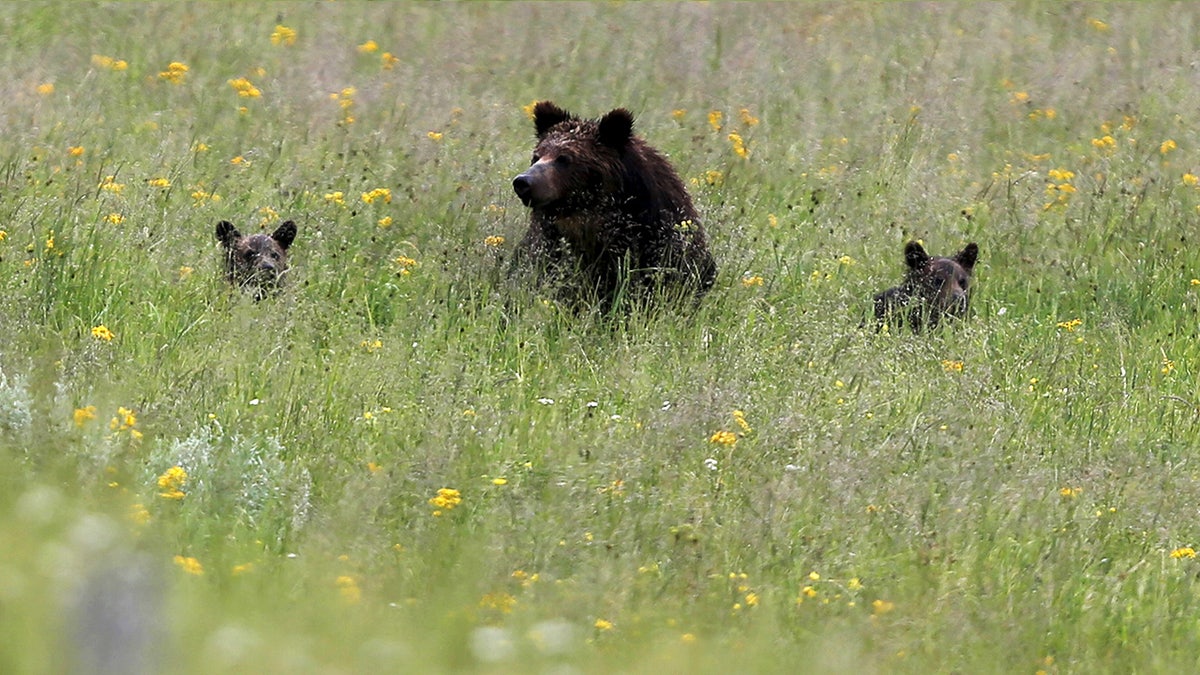 f4bb1ecd-bears wyoming reuters