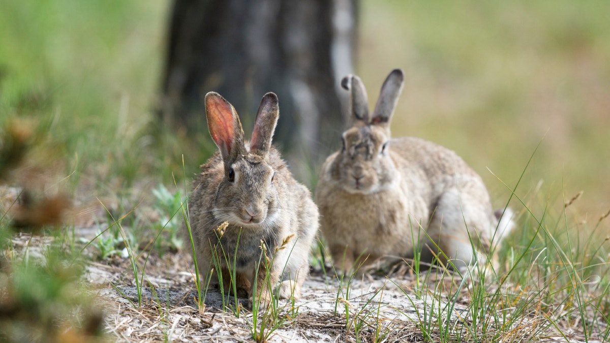 European rabbits