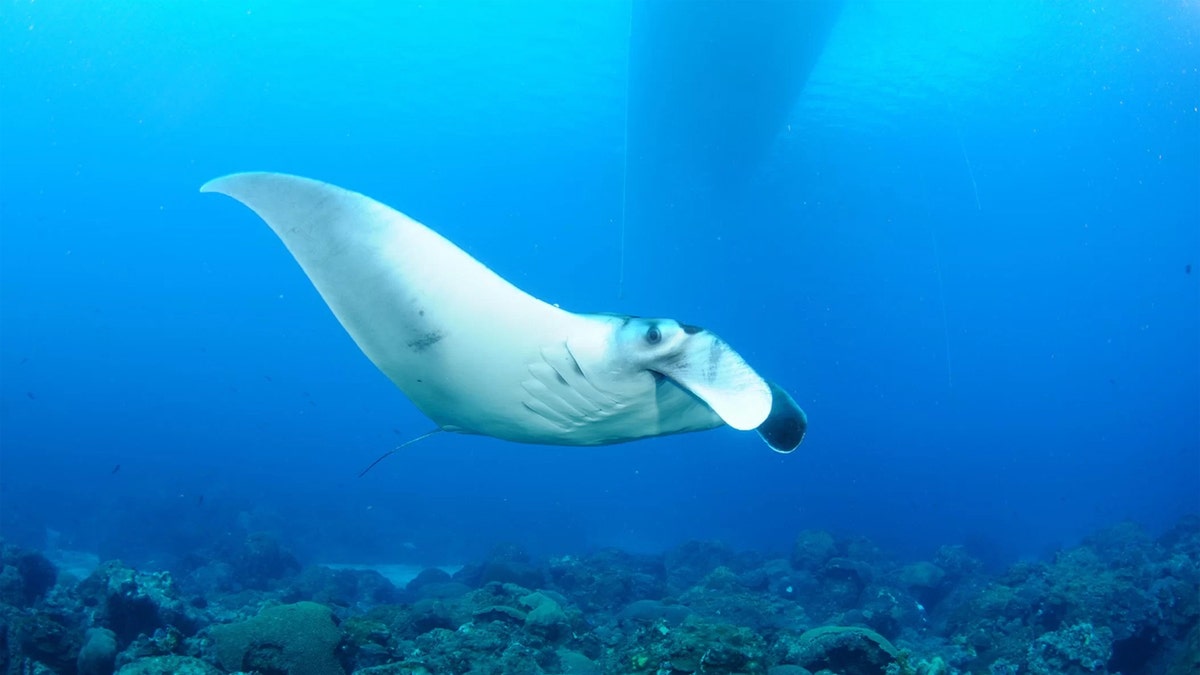 manta ray