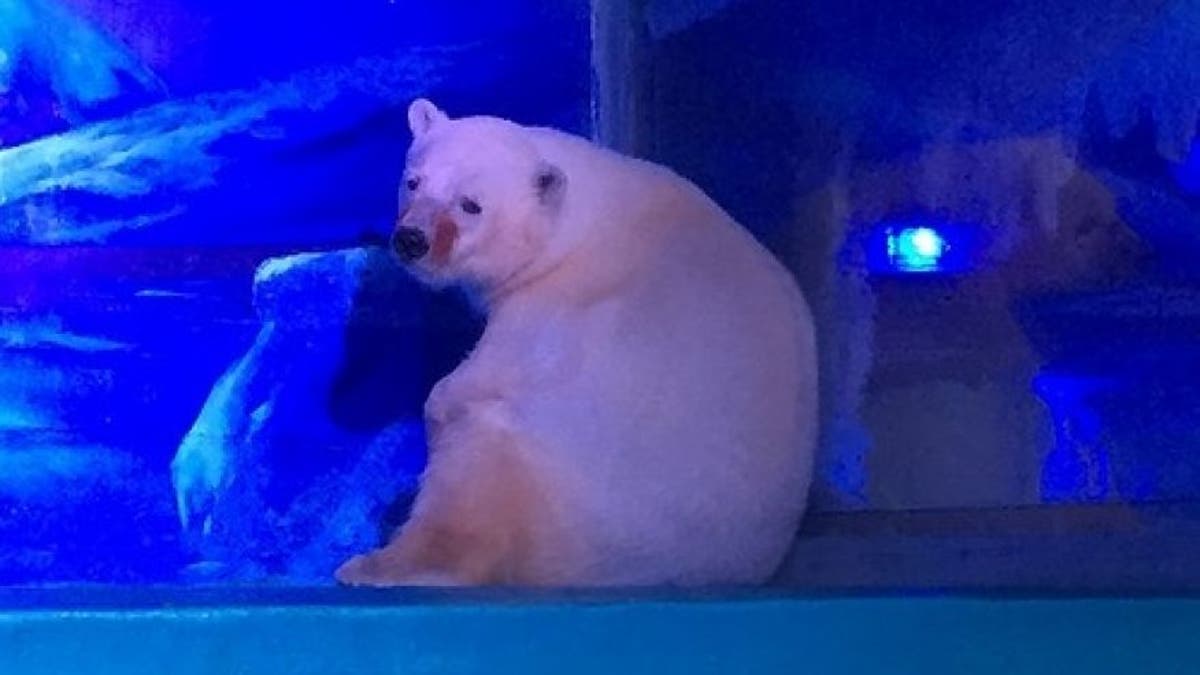 sad polar bear