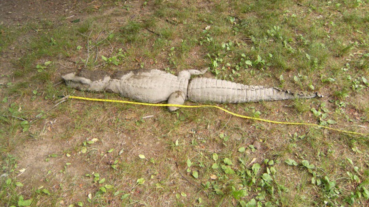 stuffed alligator 629