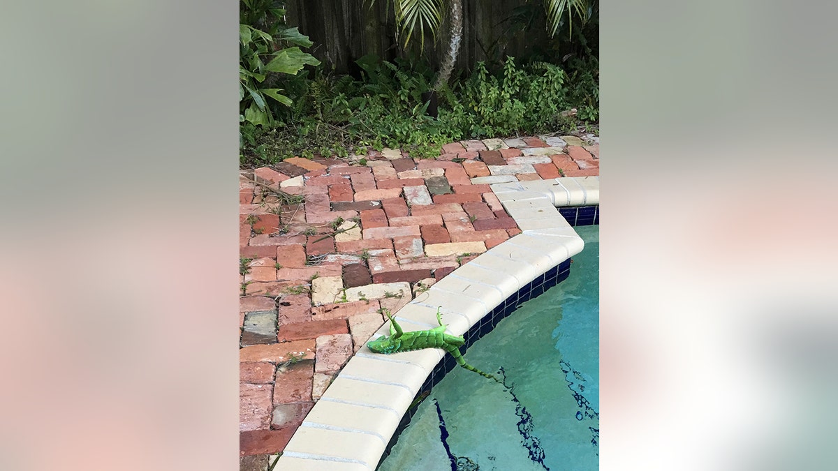 iguana