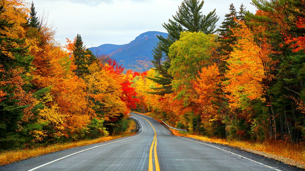 Trees in fall