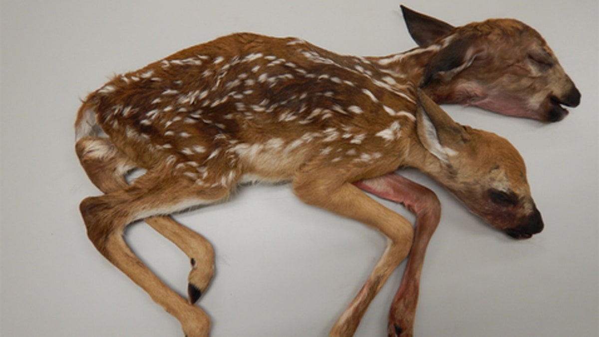 Conjoined Fawn 1