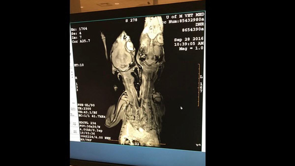 5f3a0bf3-Conjoined Fawn 4