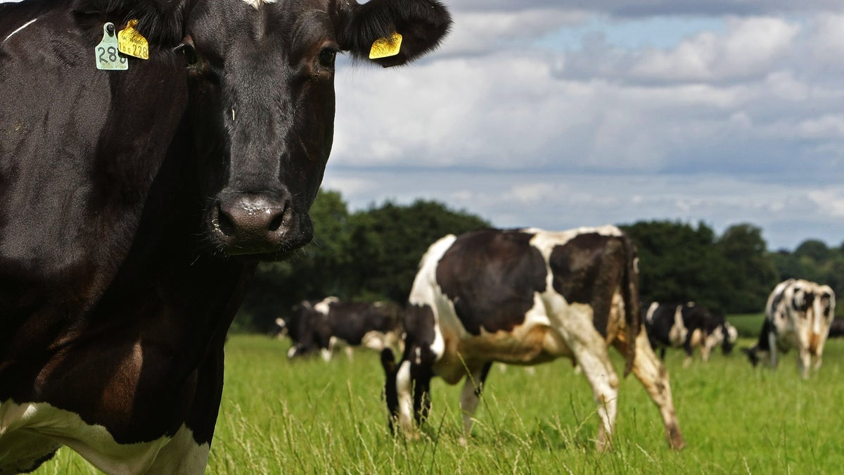 KNUTSFORD, UNITED KINGDOM - AUGUST 07:   Dairy cows graze in a field in the Cheshire countryside on August 7, 2007 in Knutsford, England. In a tense week the British farming community continue to work through the Foot and Mouth disease crisis. Further test results are due today that will determine the source of the outbreak. It has also been confirmed today that a second outbreak on a Surrey farm is gripped by the disease.  (Photo by Christopher Furlong/Getty Images)