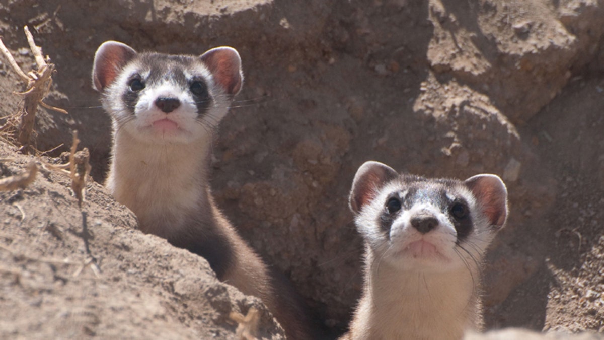 Ferrets and peanut store butter