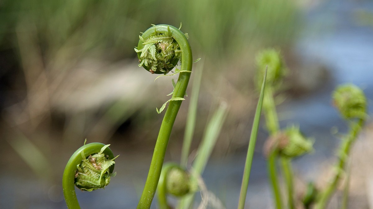 5d002095-fiddleheads istock