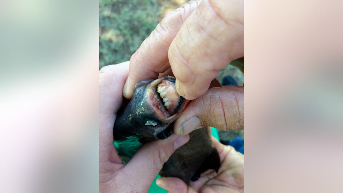 Pacu: Boy catches fish with 'human-like teeth' in an Oklahoma pond
