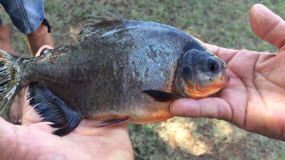 Pacu: Boy catches fish with 'human-like teeth' in an Oklahoma pond