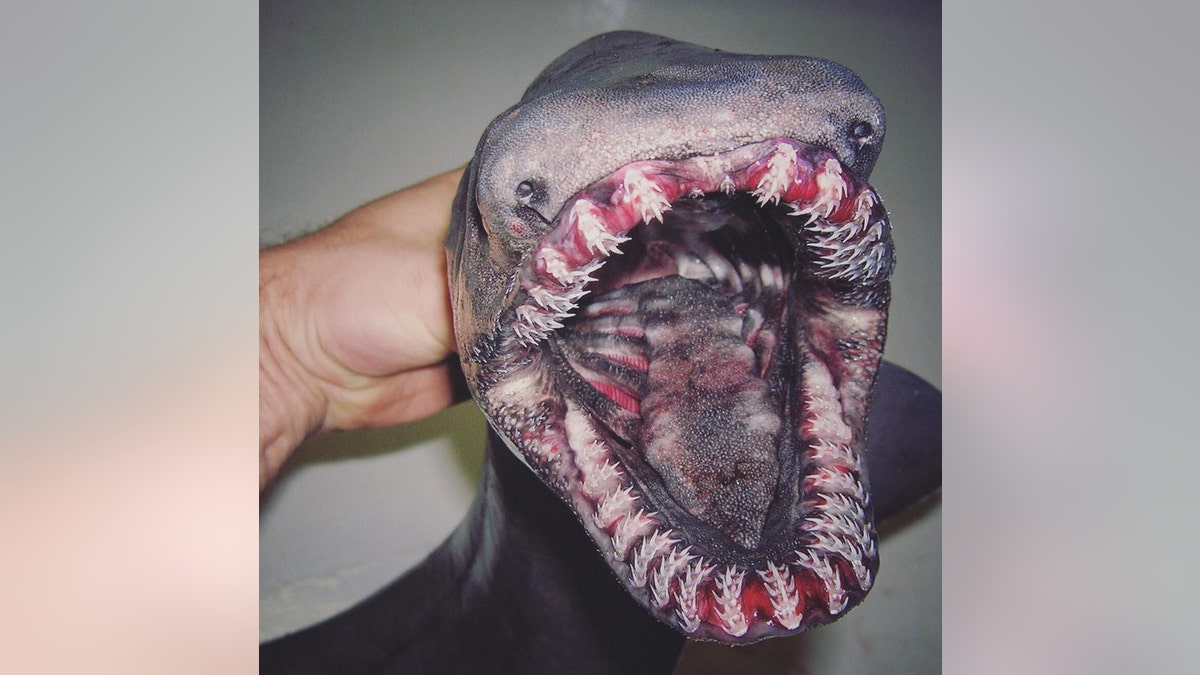 Russian fisherman's photos of scary sea creatures become viral sensation | Fox News Russian fisherman's photos of scary sea creatures become viral sensation | Fox News