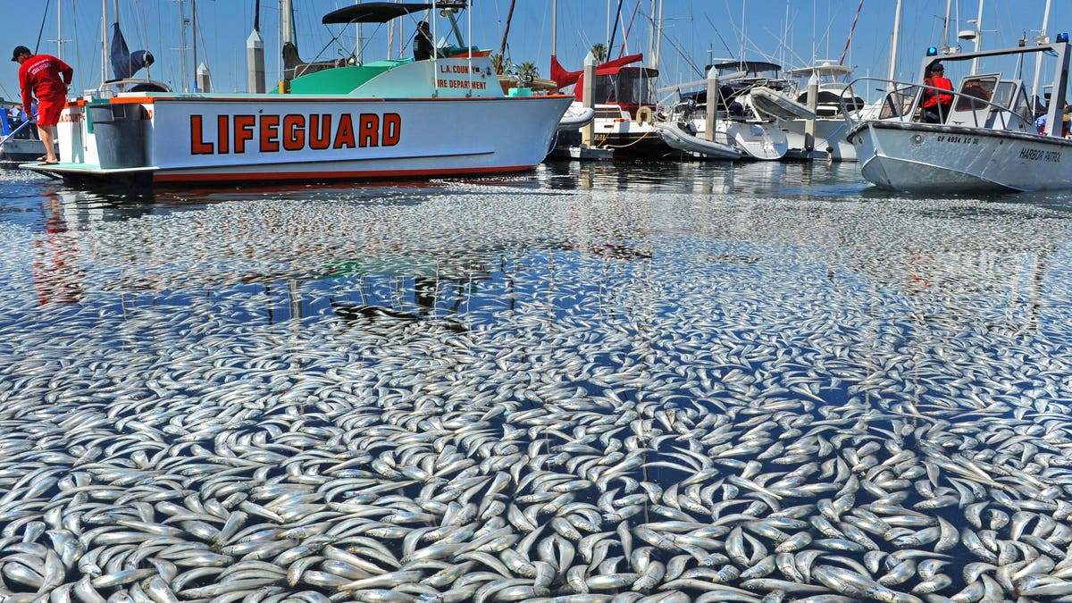 Jutaan ikan mati: Pembersihan laut dimulai di California