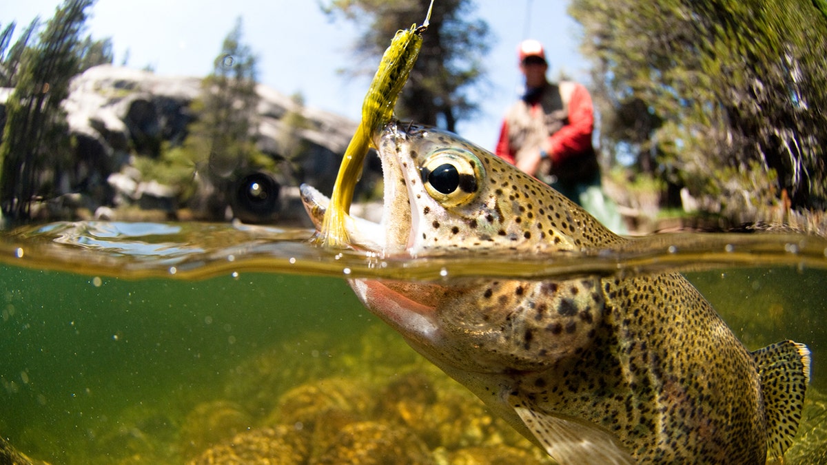 fishing lure istock