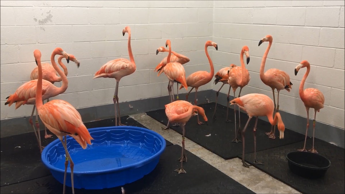 72f38faf-flamingos18