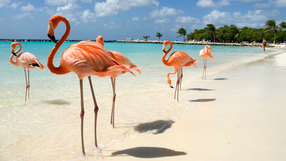 flamingos istock