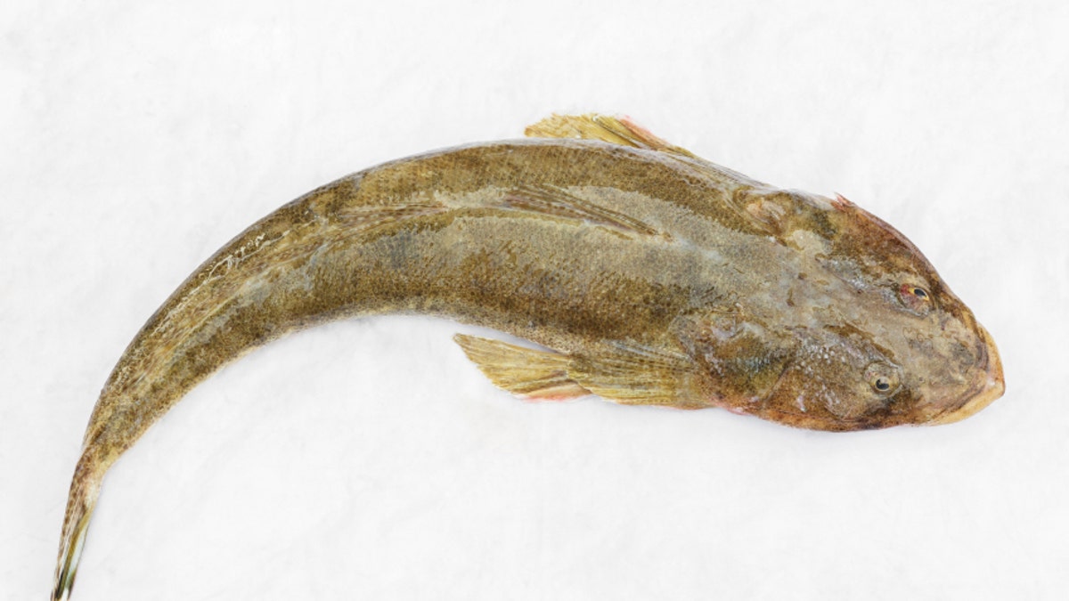 Flathead fish