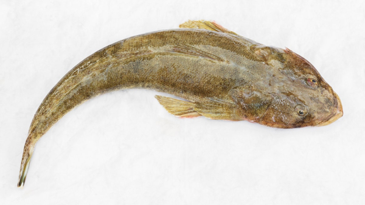 Flathead fish