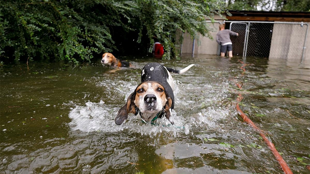 florence dogs 2 Reuters