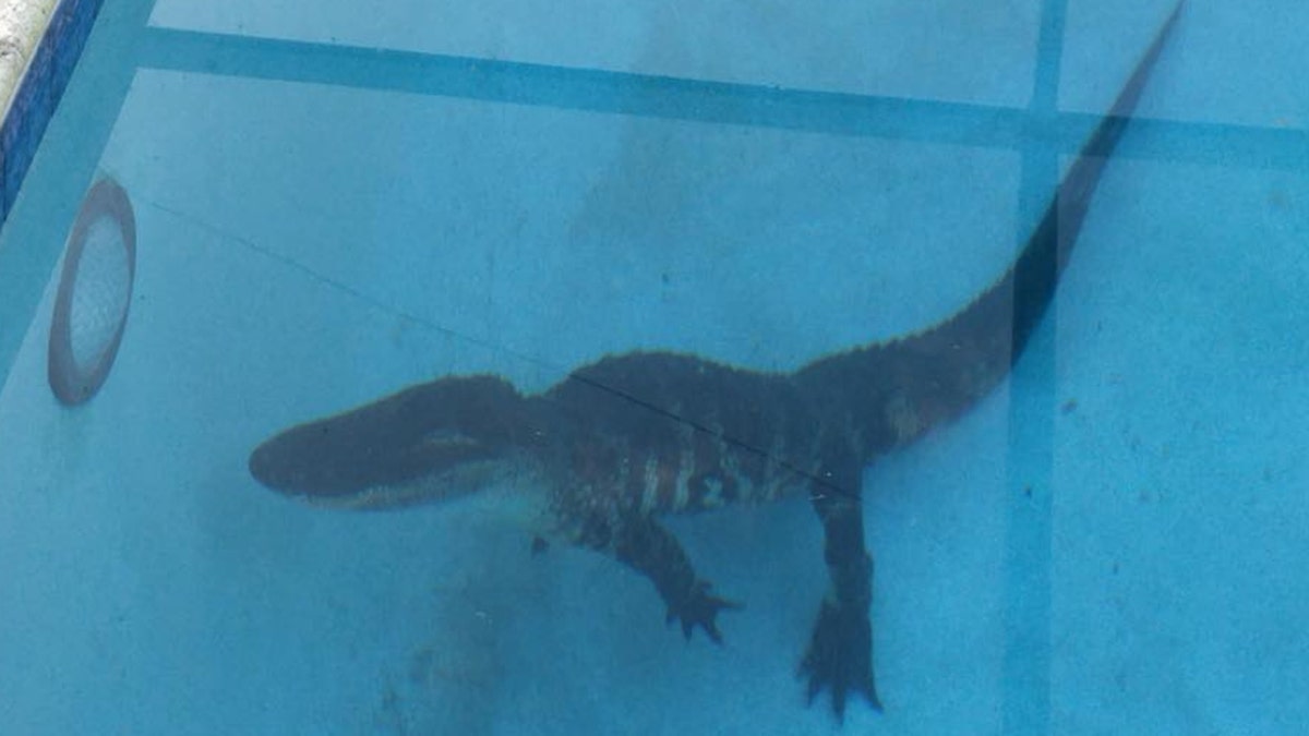 Florida Alligator 1
