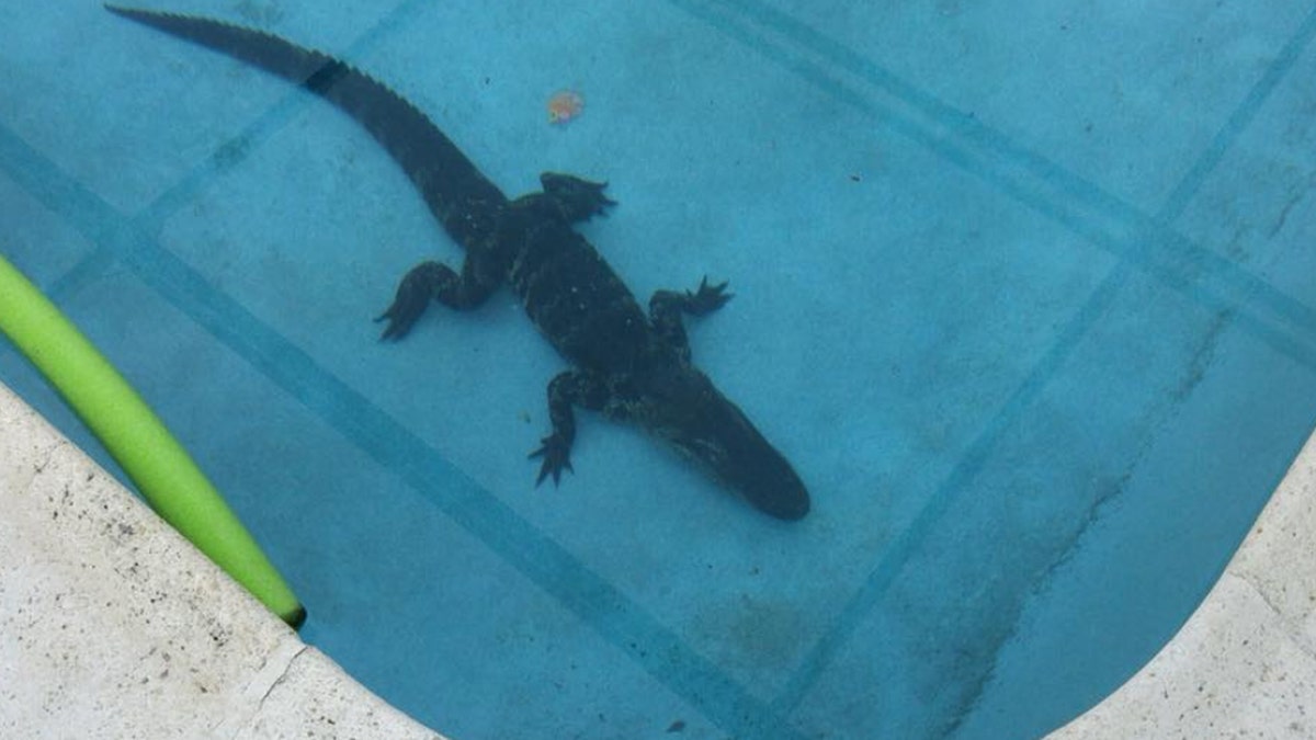 Florida Alligator 2