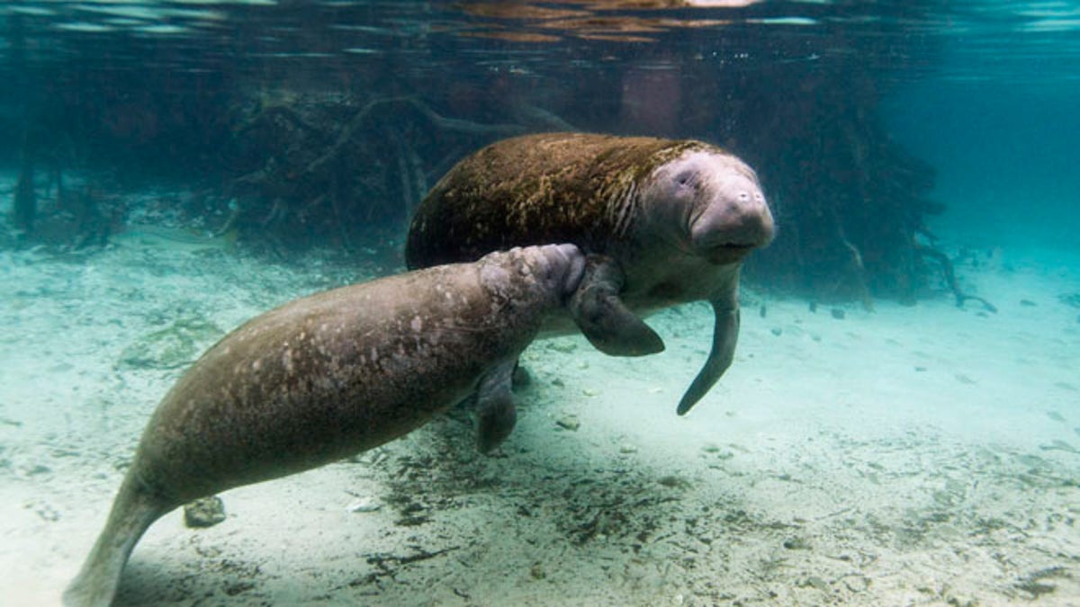 USA-FLORIDA/MANATEE