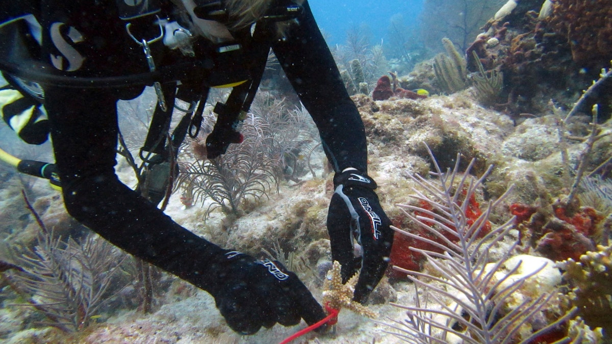 This June 3, 2017 photo made available by the University of Miami, shows a diver planting a staghorn coral nursery off Key Biscayne, Fla. The coral is grown in underwater nurseries and then transplanted to a reef to replace coral that has died due to bleaching and other effects of climate change. (Dalton Hesley/University of Miami RSMAS via AP)