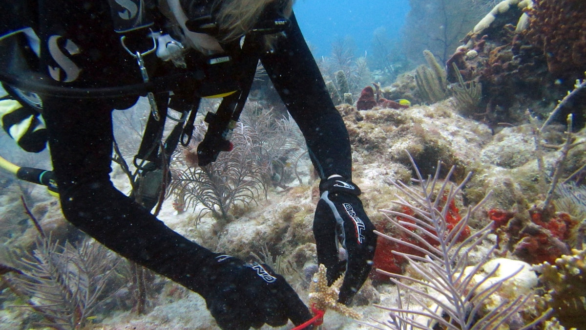 This June 3, 2017 photo made available by the University of Miami, shows a diver planting a staghorn coral nursery off Key Biscayne, Fla. The coral is grown in underwater nurseries and then transplanted to a reef to replace coral that has died due to bleaching and other effects of climate change. (Dalton Hesley/University of Miami RSMAS via AP)