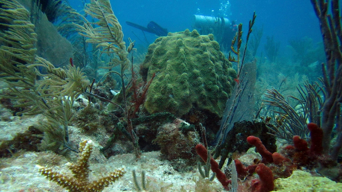 florida reef keating