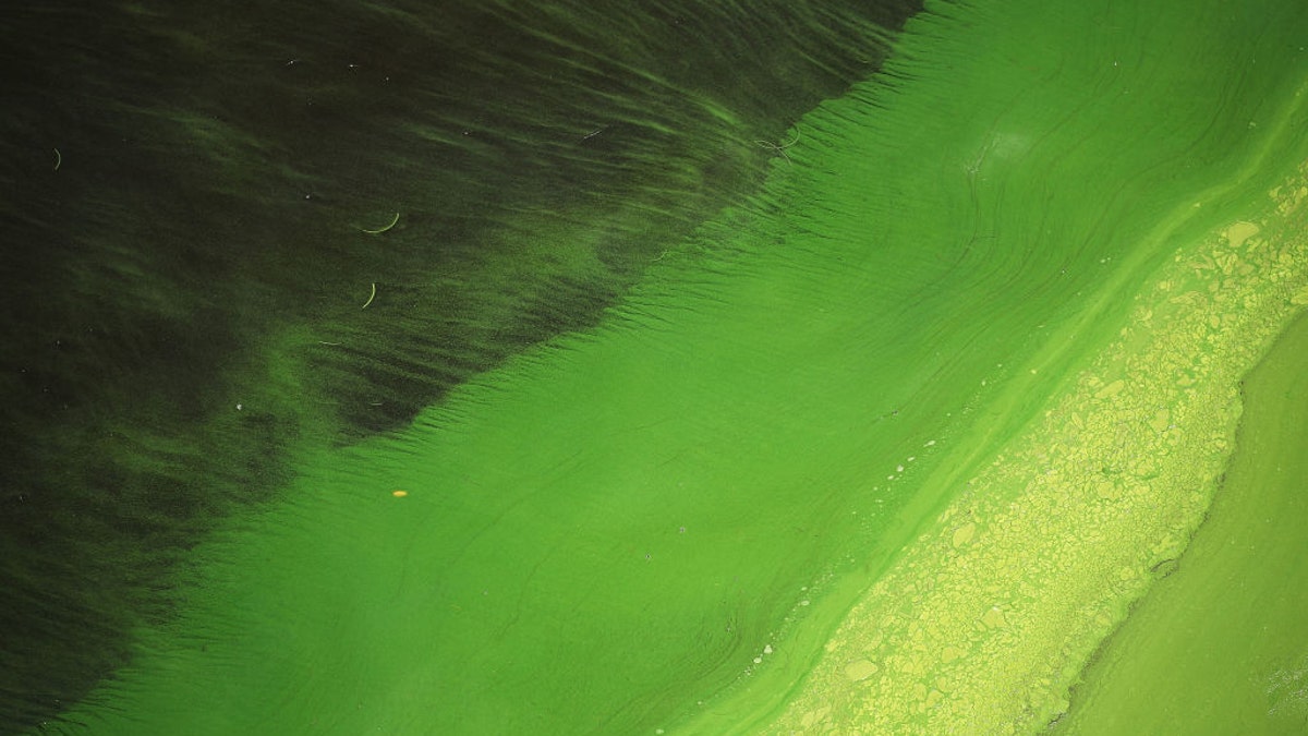 FloridaAlgaeOkeechobeeGettyImage2018