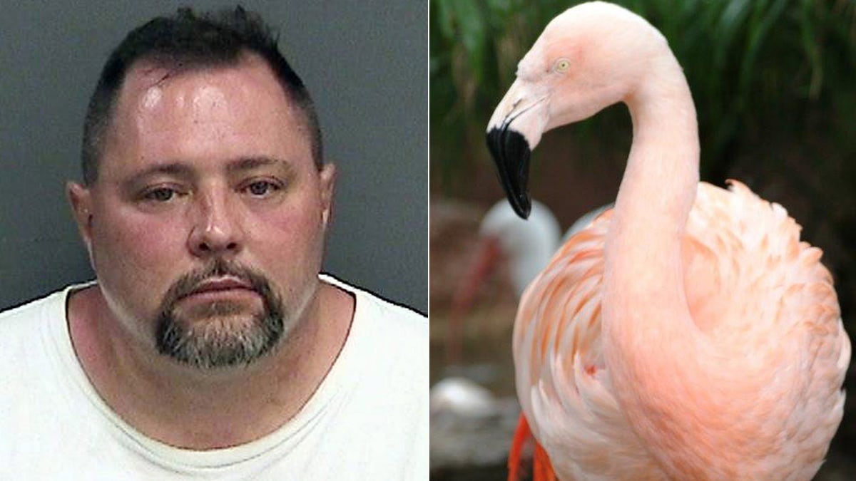 In this undated photo made available by Bush Gardens Tampa Bay, shows Pinky, a flamingo at the park in Tampa, Fla. Joseph Anthony Corrao was visiting Bush Gardens with his family on Tuesday, Aug. 3, 2016, when he reached into a pen, picked up Pinky and threw her down. The bird suffered traumatic injuries and had to be euthanized. Corrao was arrested and released on bond. (Bush Gardens Tampa Bay via AP)