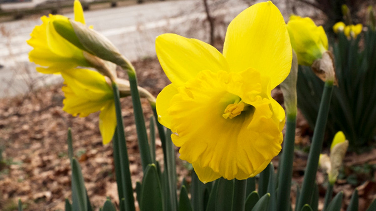 flowers