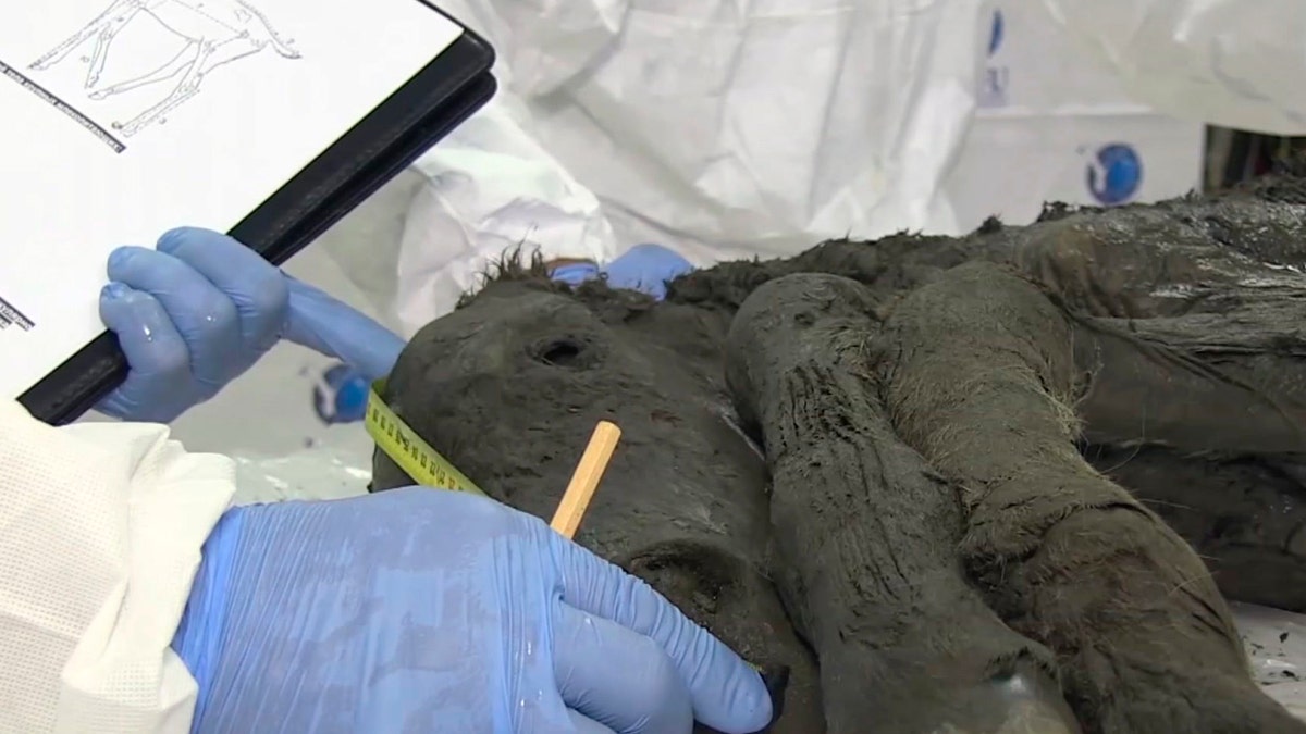 In this image made from video, scientists examine the fossil of a horse in Yakutia, Russia, Thursday, Aug. 23, 2018. Russian scientists have found the carcass of an ancient foal perfectly preserved in Siberian permafrost. The fossil discovered in the region of Yakutia has its skin, hair, hooves and tail preserved. Scientists from Russia's Northeast Federal University said Thursday that the foal is estimated to be 30,000 to 40,000 years old. (AP Photo)