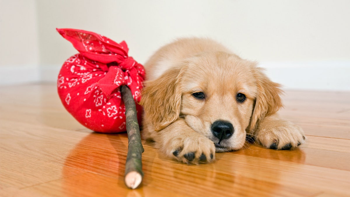 Golden Retriever puppy packed with no where to go