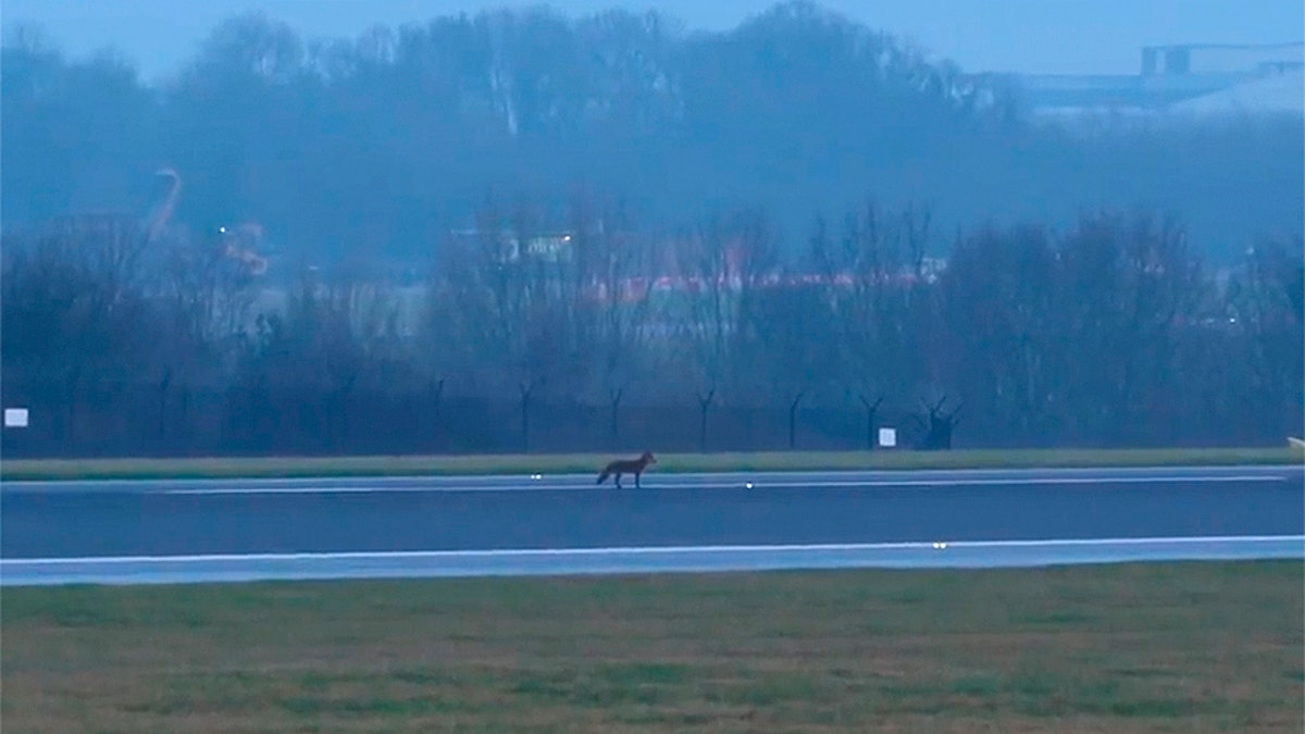 fox_runway1