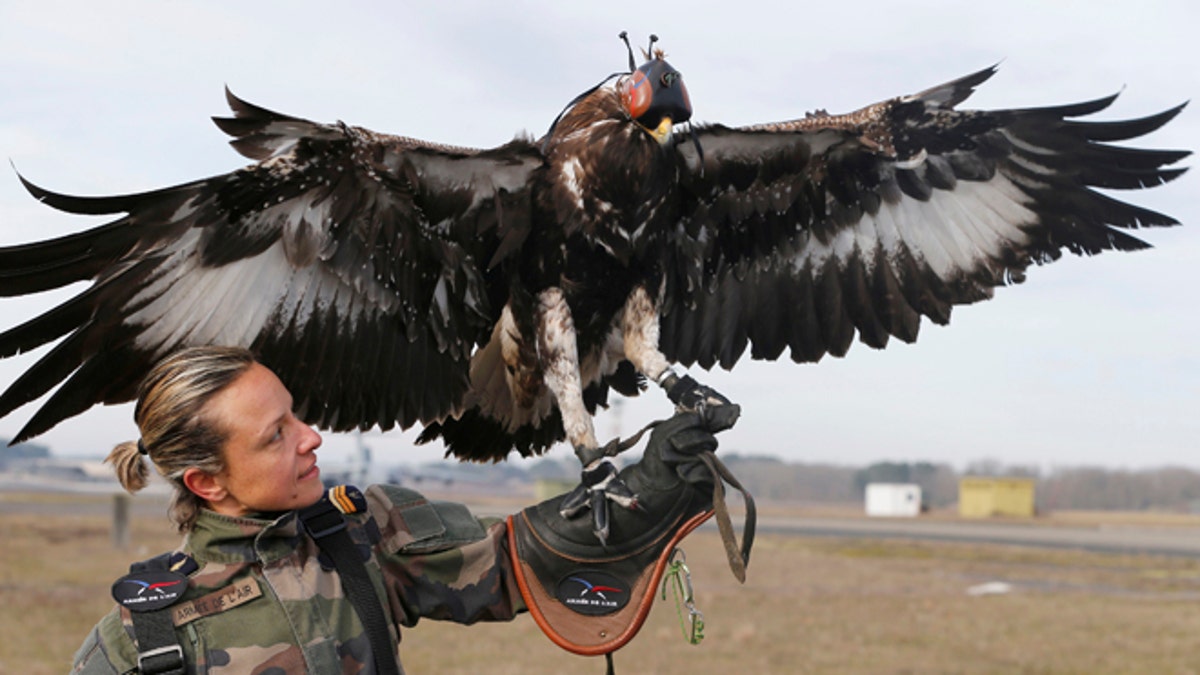 A French army falconer works with a golden eagle as part of a military training for combat against drones in Mont-de-Marsan French Air Force base, Southwestern France, February 10, 2017. REUTERS/Regis Duvignau - RTX30HNZ