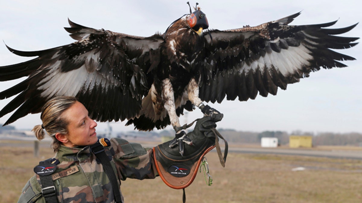 A French army falconer works with a golden eagle as part of a military training for combat against drones in Mont-de-Marsan French Air Force base, Southwestern France, February 10, 2017. REUTERS/Regis Duvignau - RTX30HNZ