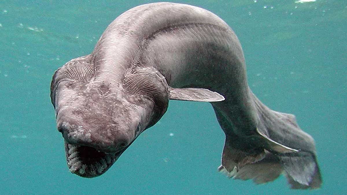 frilled shark