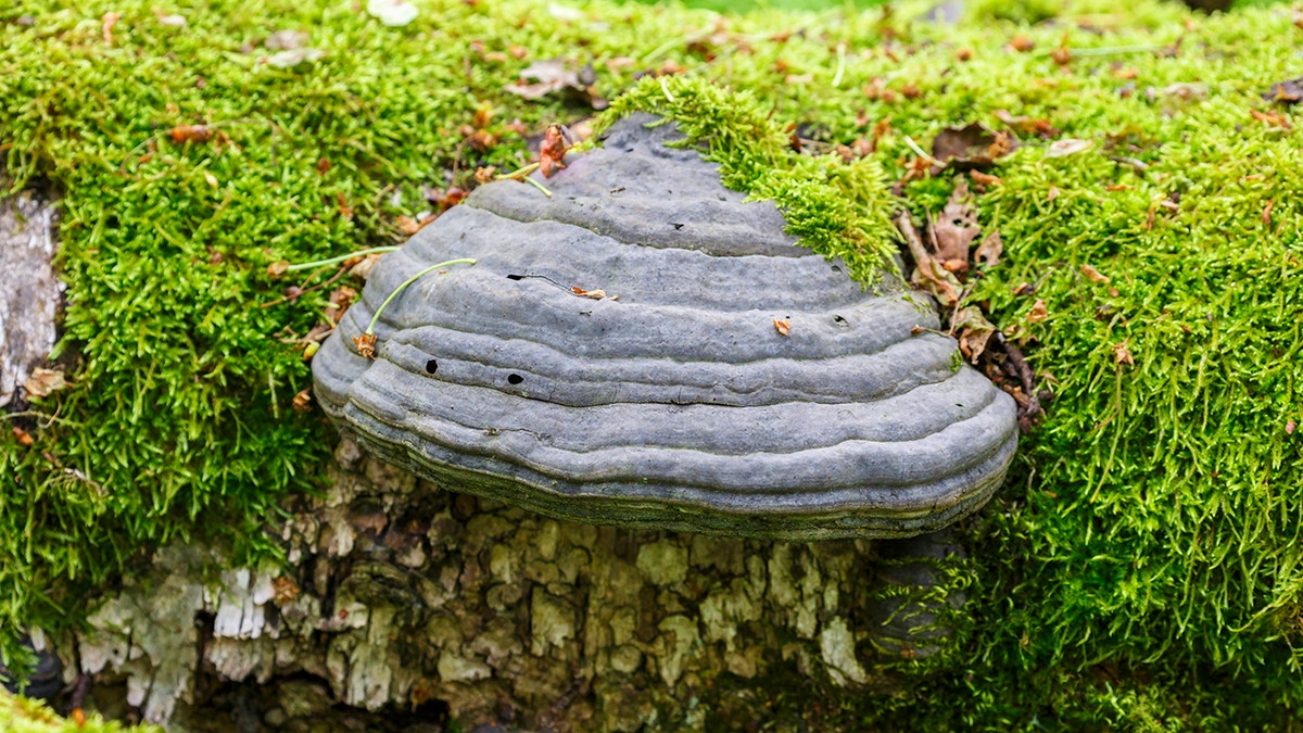 fungus istock