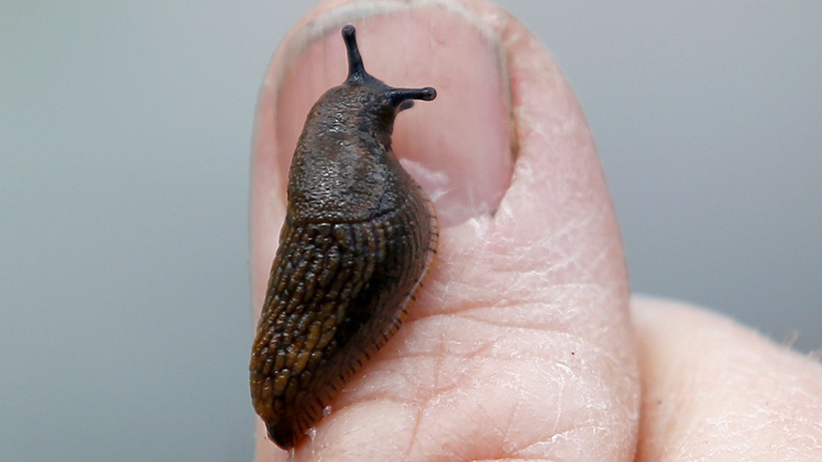 A slug is seen on a finger of a gardener in a park in London, Britain April 29, 2016.  REUTERS/Peter Nicholls - LR1EC4T0ZECD3