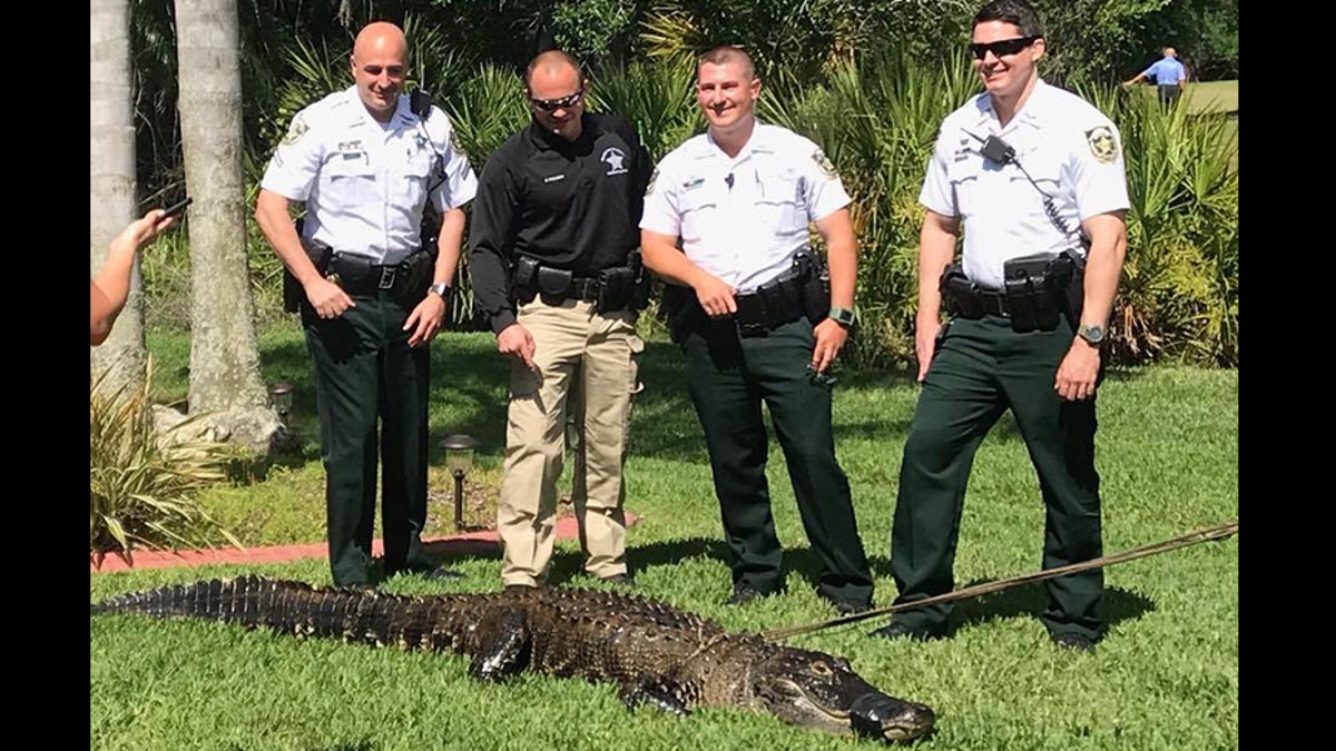 gator florida police