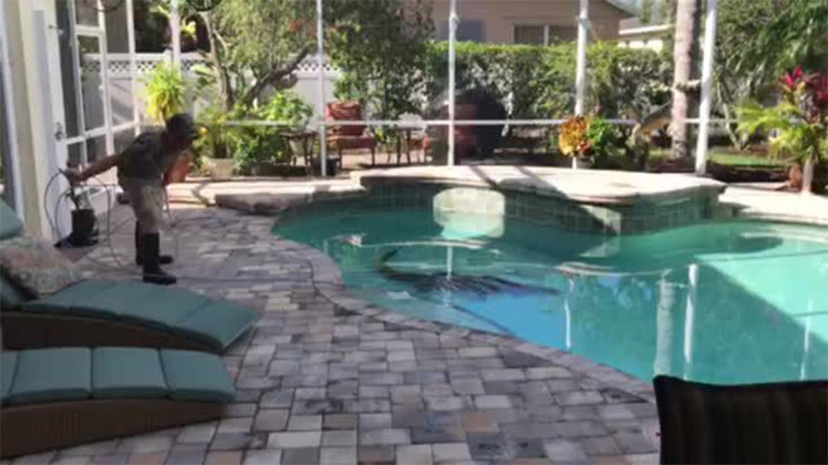 gator florida pool