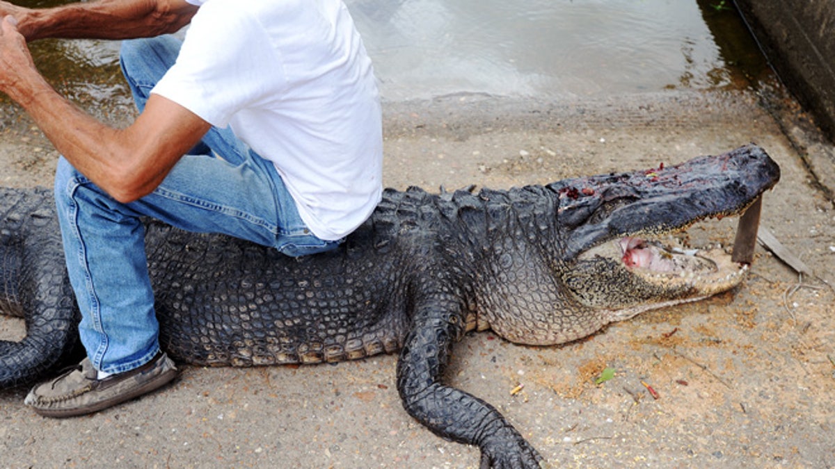 Alligator Attack Man Killed